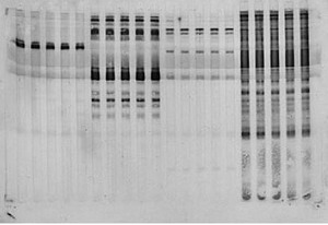 Bio-rad Mini Trans-Blot Module美國(guó)電泳轉(zhuǎn)印芯模塊1703935