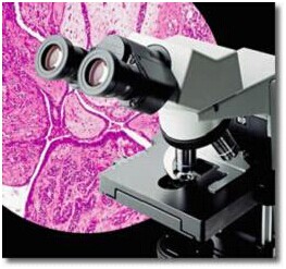 Olympus奧林巴斯CX31生物顯微鏡