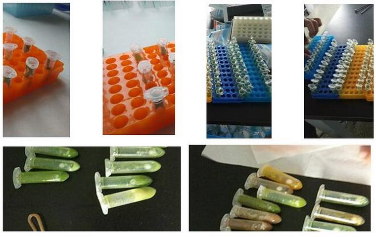 進(jìn)口高通量多樣品組織研磨機(jī)，配套核酸提取儀