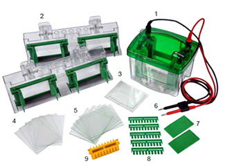 Mini P-4仿伯樂小型垂直電泳1-4塊膠
