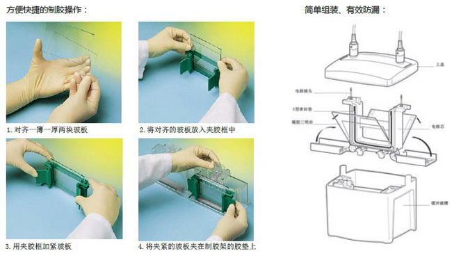 Mini P-4仿伯樂小型垂直電泳1-4塊膠